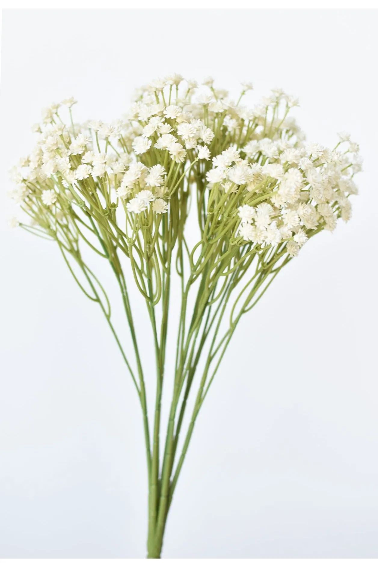 Baby's Breath 15